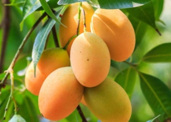 Botanical name of Mango