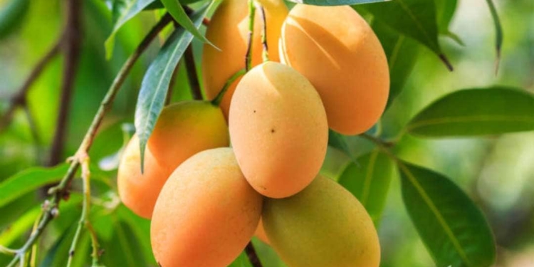 Botanical name of Mango