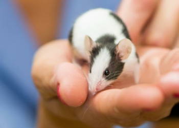 How to Care for a Pet Mouse