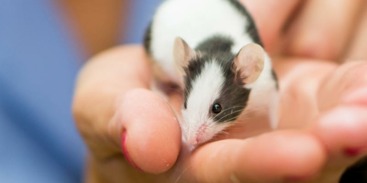 How to Care for a Pet Mouse