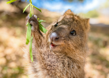 Animals and their Homes