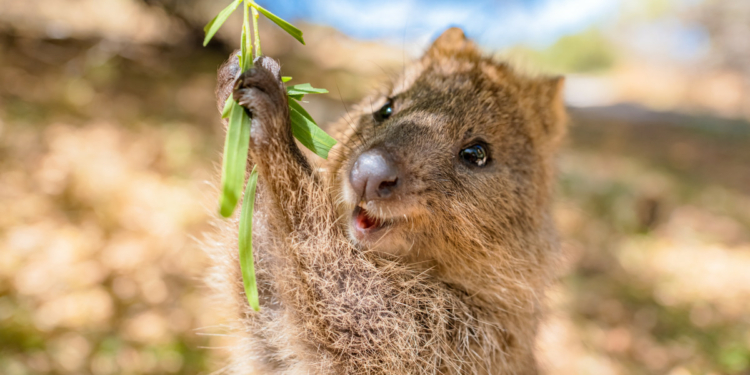 Animals and their Homes