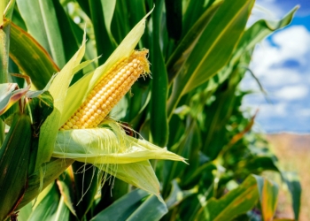 Botanical Name for Maize
