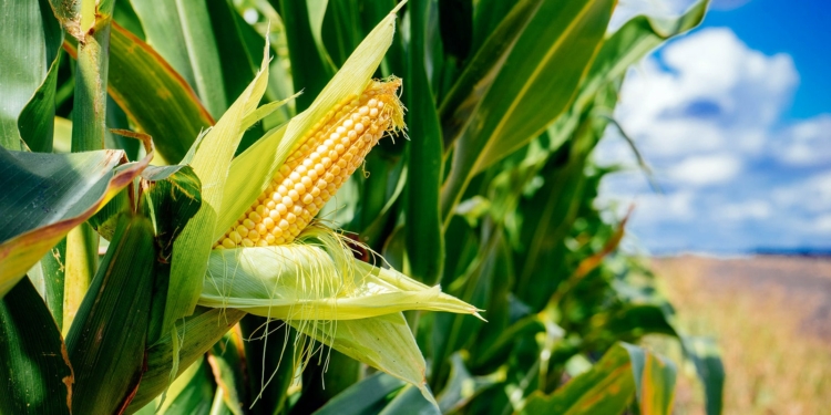 Botanical Name for Maize