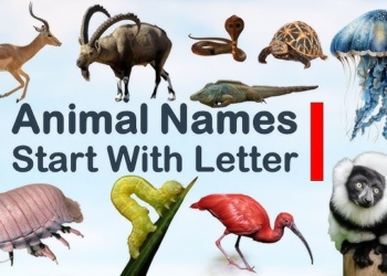 Animal that Starts With I