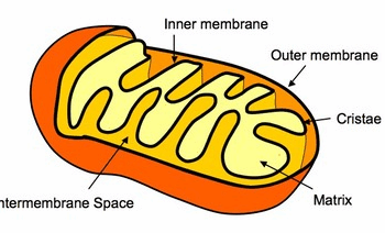 Mitochondria