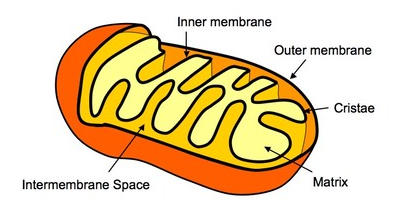 Mitochondria