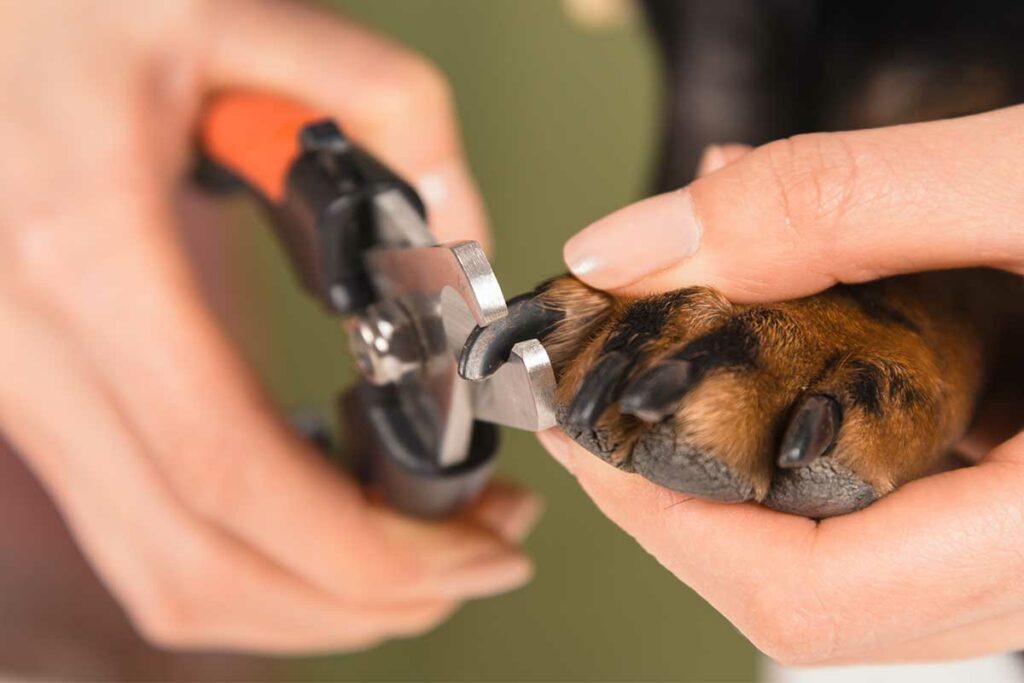 How to Trim Your Dog's Nails