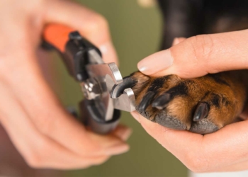 How to Trim Your Dog's Nails