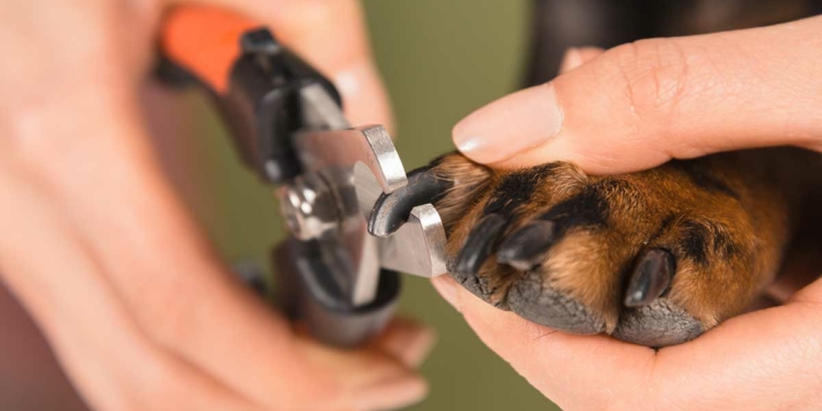 How to Trim Your Dog's Nails
