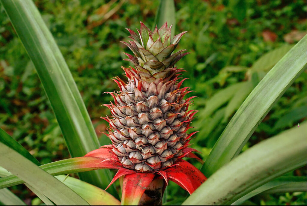 Pineapple Scientific Name (Ananas comosus)