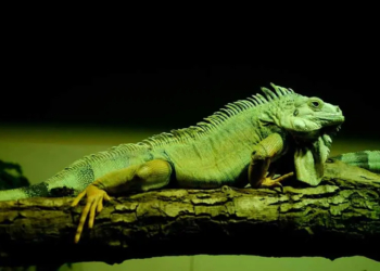 Examples of Reptiles