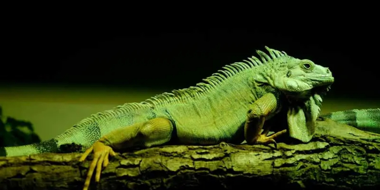 Examples of Reptiles