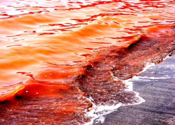 What is the Color of the Red Sea?