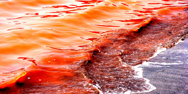 What is the Color of the Red Sea?