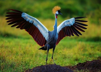 What is the National Bird of Nigeria?