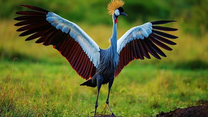 What is the National Bird of Nigeria?