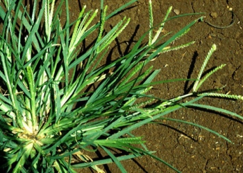 What is the Botanical Name of Stubborn Grass