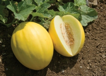 Golden Melon