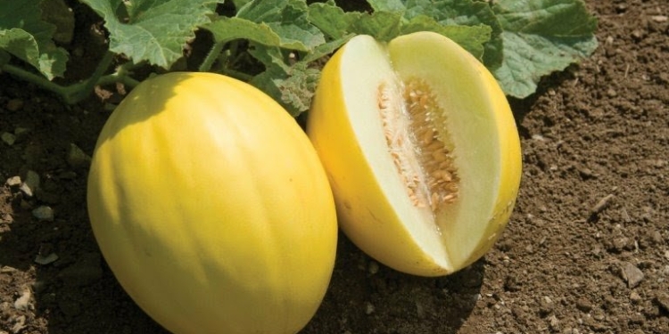 Golden Melon