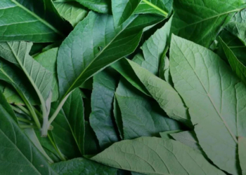 Health Benefits of Bitter Leaf