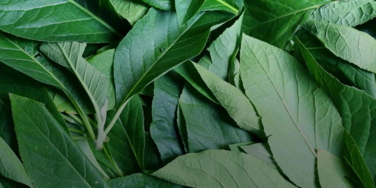 Health Benefits of Bitter Leaf