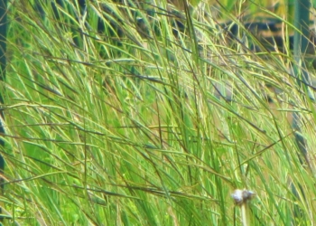 Spear Grass (Heteropogon contortus)