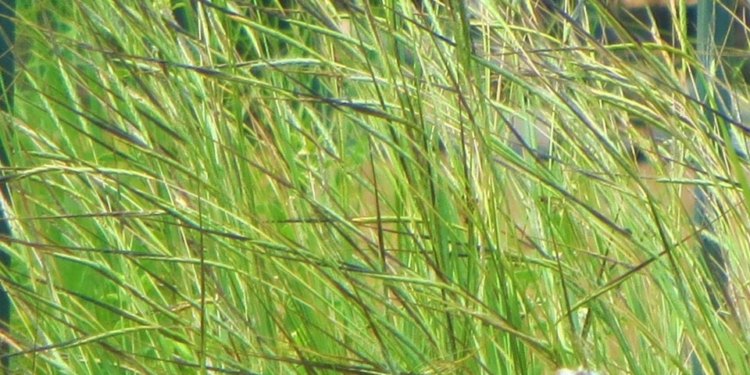 Spear Grass (Heteropogon contortus)