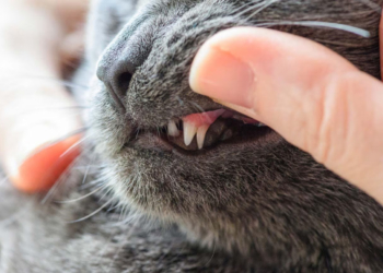 How to Determine Your Cat's Age