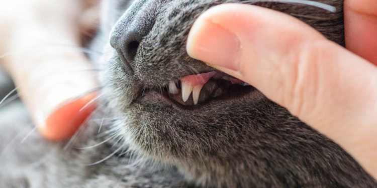 How to Determine Your Cat's Age