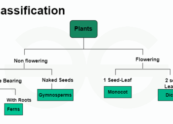 Classification of Plants
