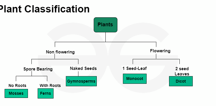 Classification of Plants