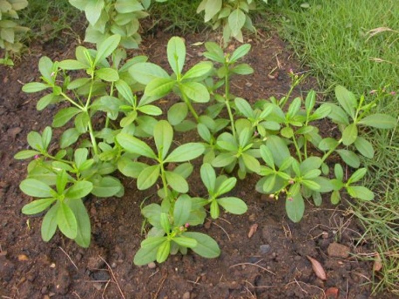 Botanical Name for Waterleaf