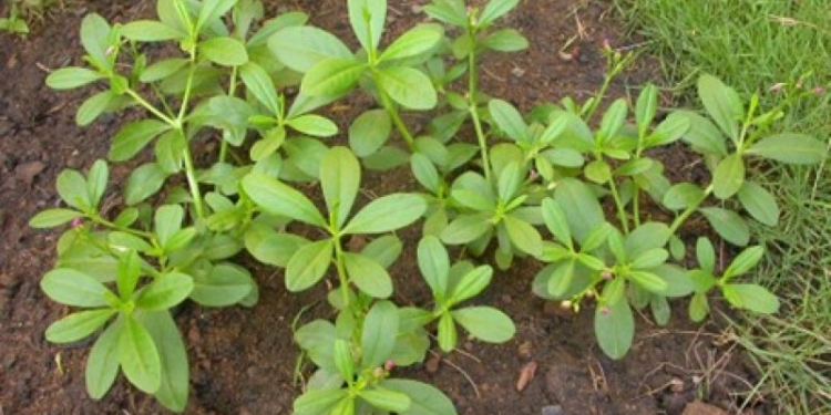 Botanical Name for Waterleaf
