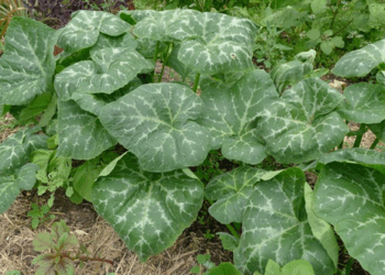 Health Benefits of Pumpkin Leaves