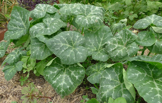 Health Benefits of Pumpkin Leaves