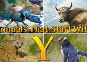 Animals that Start with Y