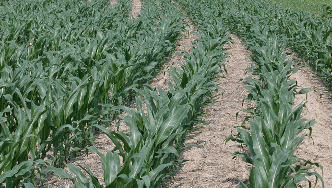 What are the Examples of Annual Crops