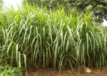 Botanical Name of Elephant Grass