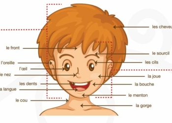 Naming the Body Part in French