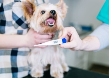 How to Check Your Dog's Body Temperature