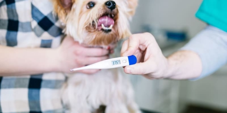 How to Check Your Dog's Body Temperature