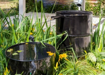 How to Harvest Rainwater for Your Garden