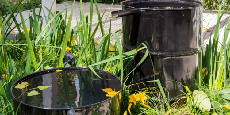 How to Harvest Rainwater for Your Garden