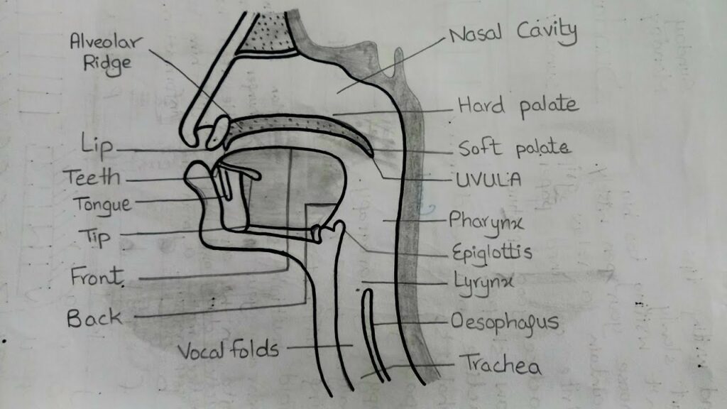 Organs of Speech