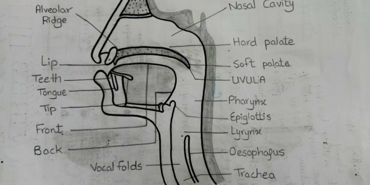 Organs of Speech
