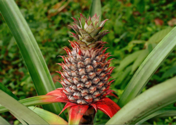 Pineapple Scientific Name (Ananas comosus)