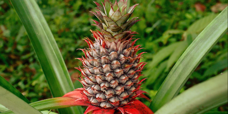Pineapple Scientific Name (Ananas comosus)