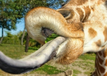 What Color is a Giraffe's Tongue?
