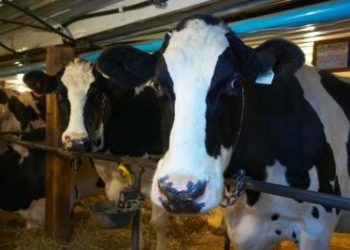 Where Does a Cow Live?